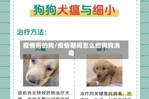 疫情前的狗/疫情期间怎么给狗狗消毒