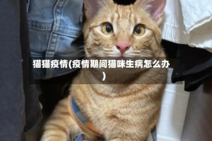猫猫疫情(疫情期间猫咪生病怎么办)