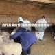 治疗畜禽疫情(畜禽疫病的防控措施)