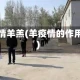 疫情羊羔(羊疫情的作用)