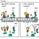 深圳疫情英语/英语疫情怎么说