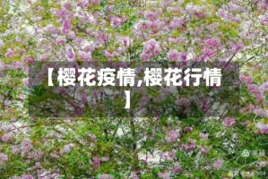 【樱花疫情,樱花行情】