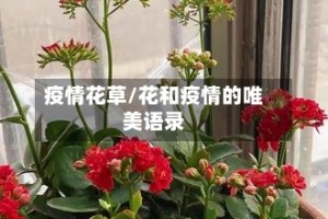 疫情花草/花和疫情的唯美语录
