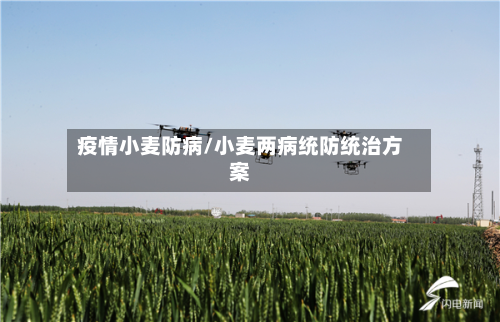 疫情小麦防病/小麦两病统防统治方案-第1张图片