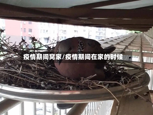 疫情期间窝家/疫情期间在家的时候-第1张图片