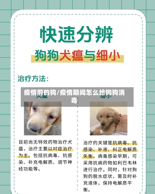 疫情前的狗/疫情期间怎么给狗狗消毒-第1张图片