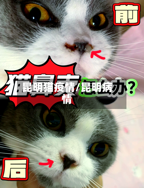 昆明猫疫情/昆明病情-第1张图片