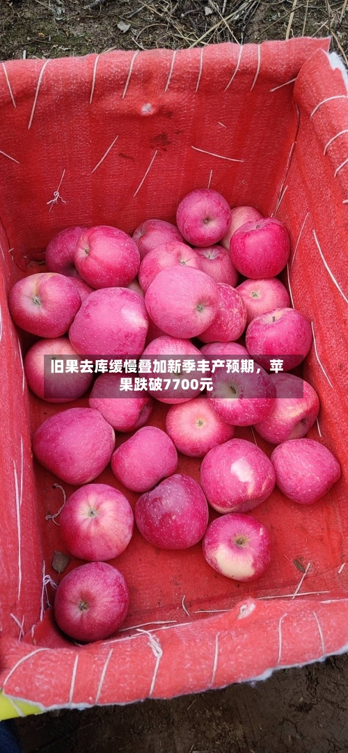 旧果去库缓慢叠加新季丰产预期，苹果跌破7700元-第1张图片