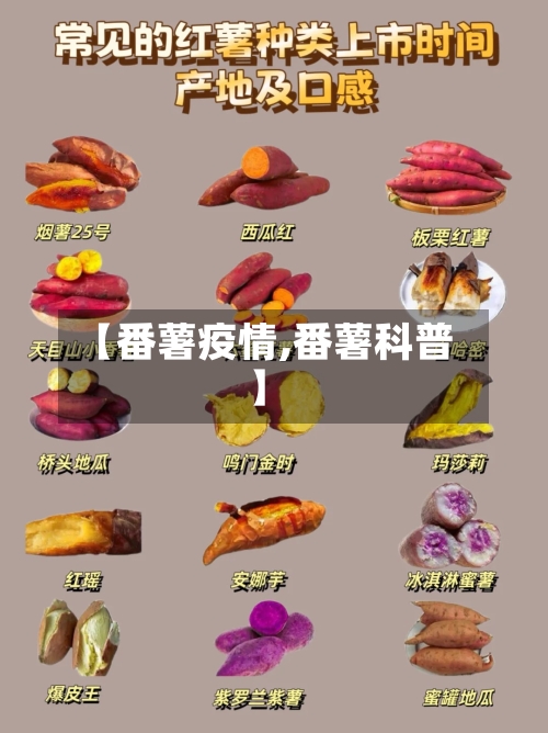 【番薯疫情,番薯科普】-第1张图片