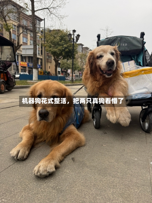机器狗花式整活，把两只真狗看懵了-第1张图片
