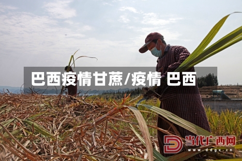 巴西疫情甘蔗/疫情 巴西-第1张图片