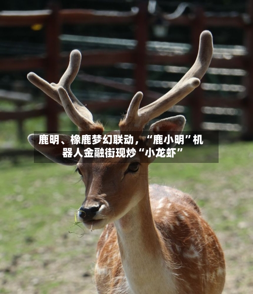 鹿明	、橡鹿梦幻联动，“鹿小明	”机器人金融街现炒“小龙虾”-第1张图片