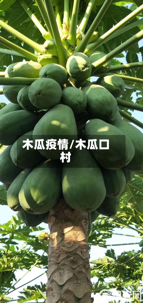 木瓜疫情/木瓜口村-第1张图片