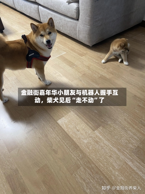 金融街嘉年华小朋友与机器人握手互动	，柴犬见后“走不动	”了-第1张图片