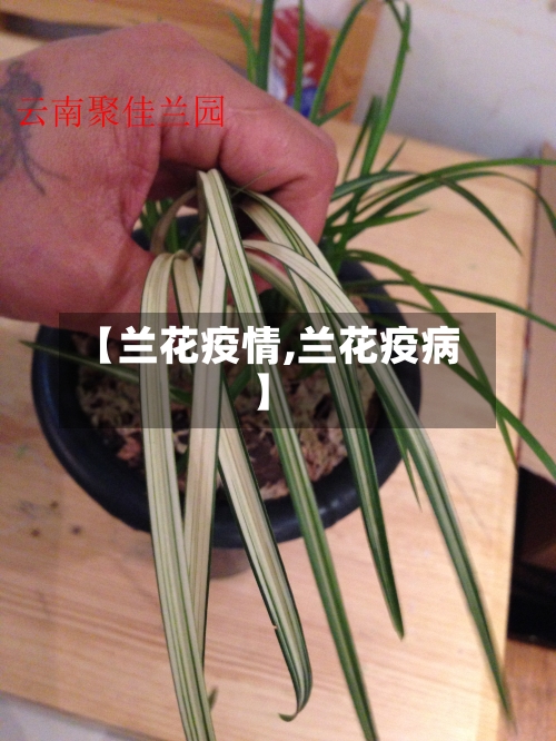 【兰花疫情,兰花疫病】-第1张图片