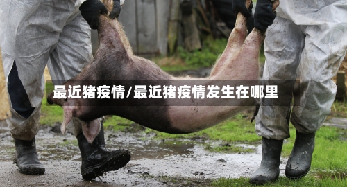 最近猪疫情/最近猪疫情发生在哪里-第1张图片