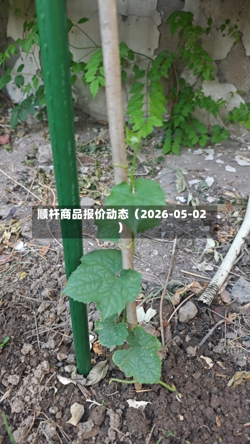 顺杆商品报价动态（2026-05-02）-第1张图片