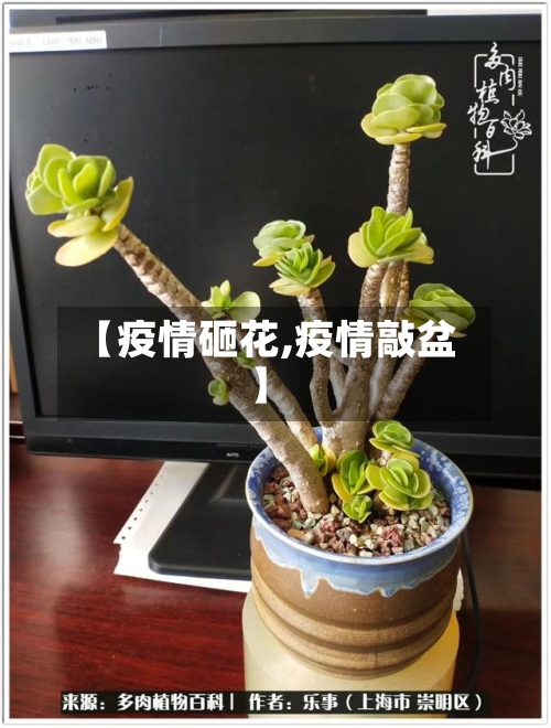 【疫情砸花,疫情敲盆】-第1张图片