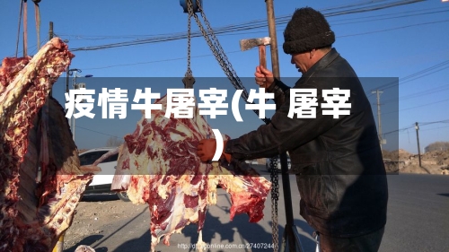 疫情牛屠宰(牛 屠宰)-第2张图片