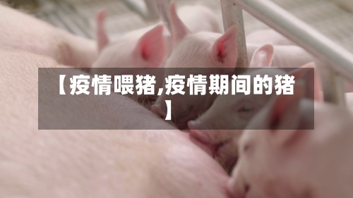 【疫情喂猪,疫情期间的猪】-第2张图片