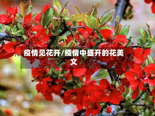 疫情见花开/疫情中盛开的花美文-第1张图片