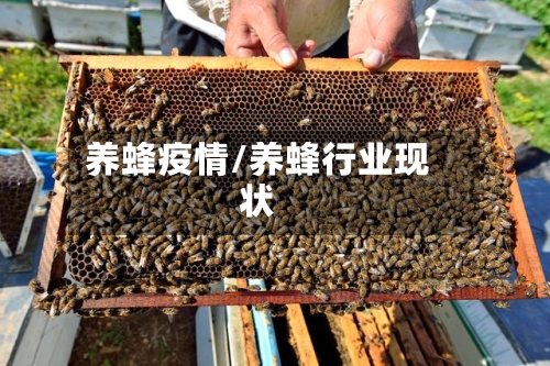 养蜂疫情/养蜂行业现状-第2张图片