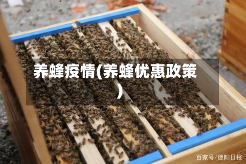 养蜂疫情(养蜂优惠政策)-第1张图片