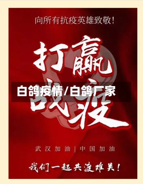 白鸽疫情/白鸽厂家-第1张图片